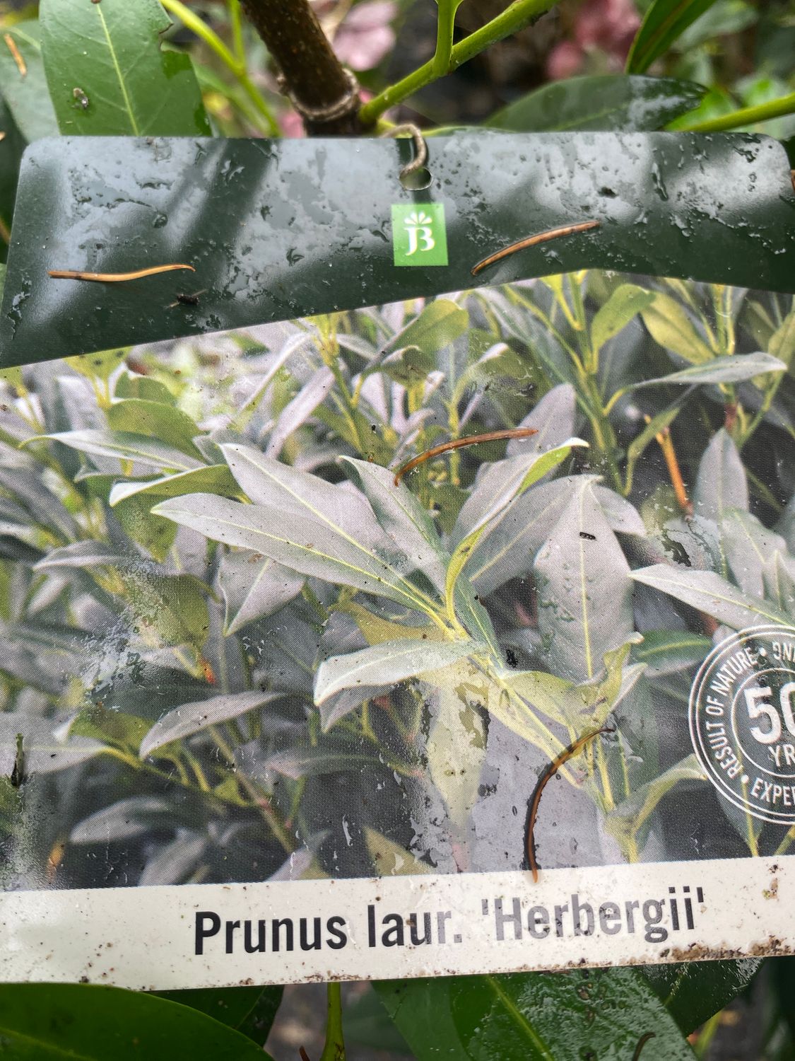 Prunus &#39;Herbergii&#39; - Dark Green Laurel Hedging (Large) 5ft