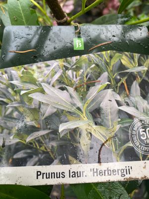 Prunus &#39;Herbergii&#39; - Dark Green Laurel Hedging (Large) 5ft