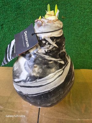 1 AMARYLLIS …WAX BLACK MARBLE EARTH Large bulbs with black marble patterns . Enormous Flowers Amaryllis In Wax …No Soil Or Water needed stand in place and wait for enormous flowers.