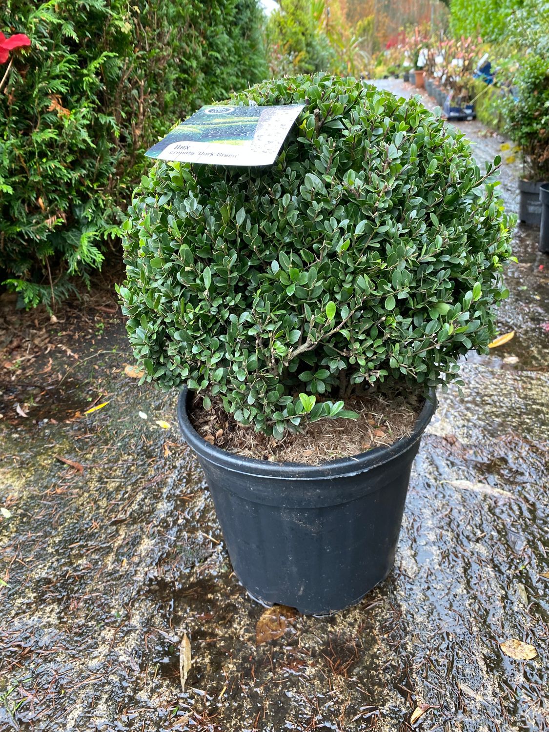 ILEX Cren..Dark Green Globe