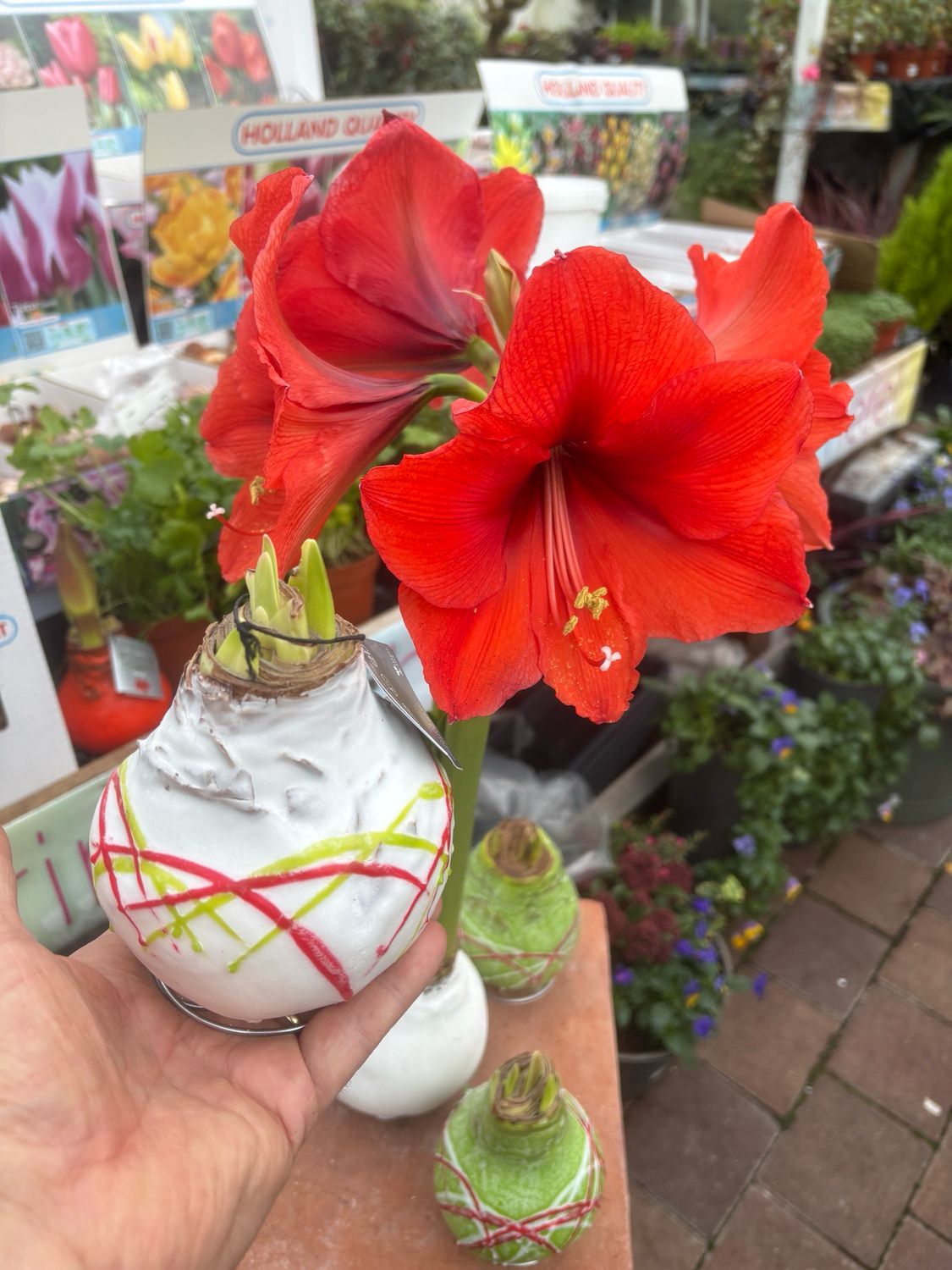 1Amaryllis in wax Art Form Enormous Bulbs For Enormous Flowers Amaryllis In Wax …No Soil Or Water needed stand in place and wait for enormous flowers.