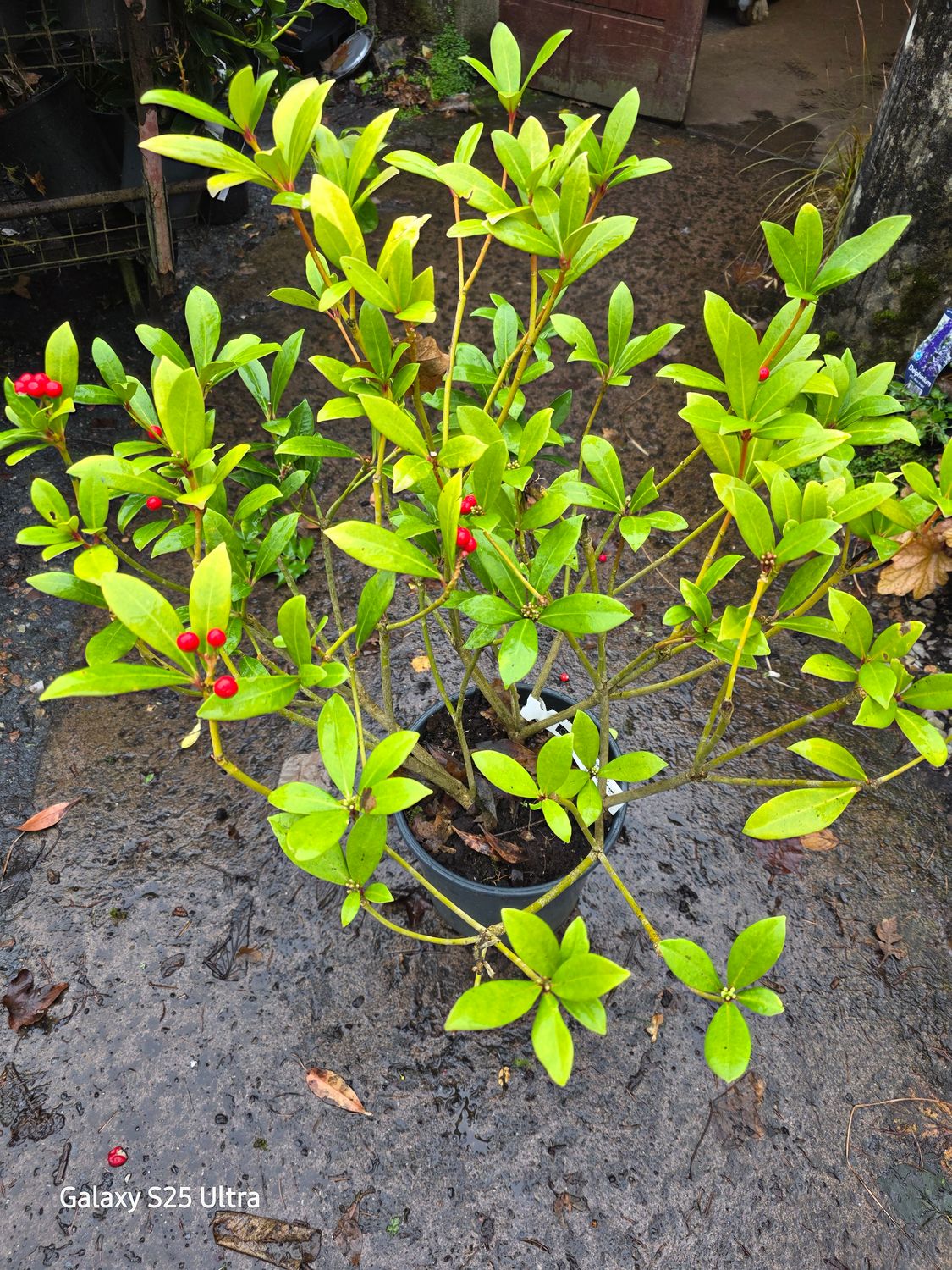 Large female skimmia