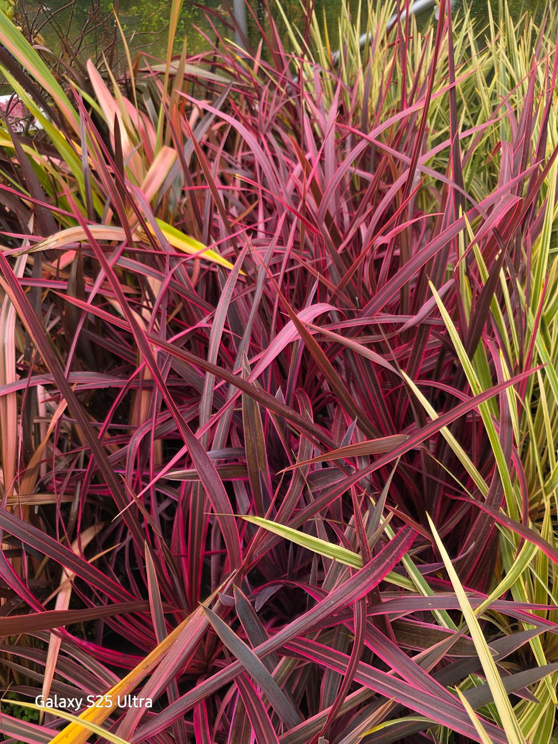 Cordyline pink