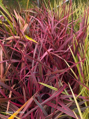 Cordyline pink