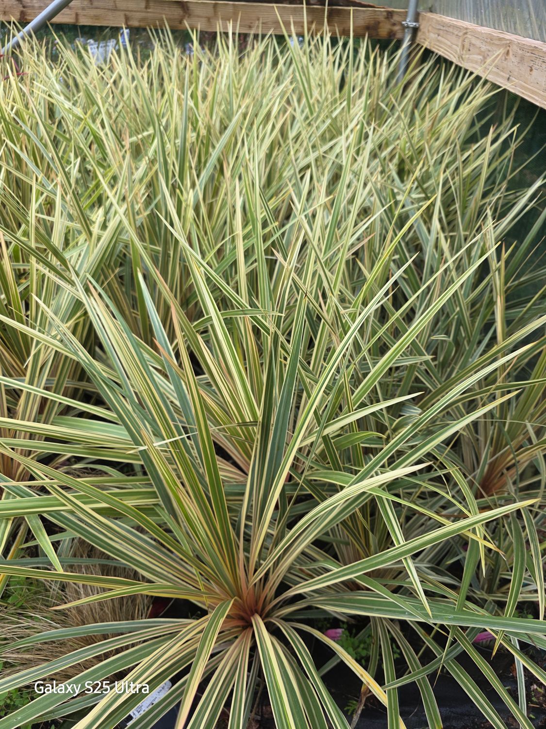 Cordyline green