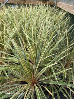 Cordyline green