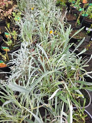 3 Plants,TIGER GAZANIA Frosty ..mixed colours ..