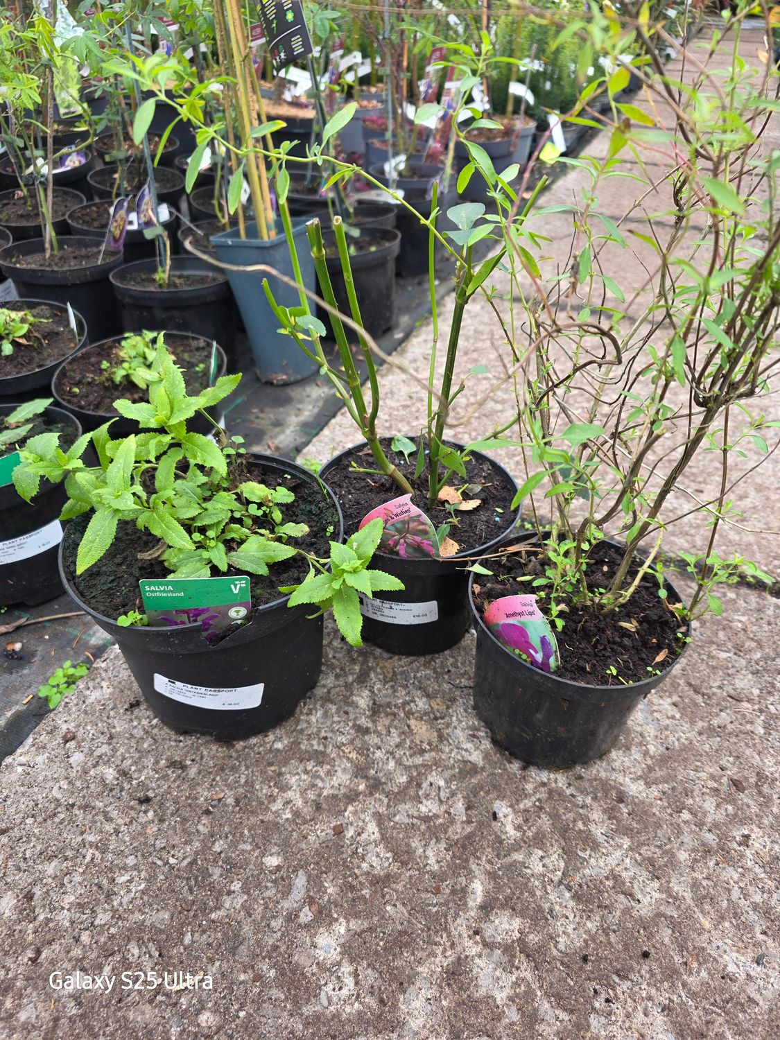 3 mix variety Saliva