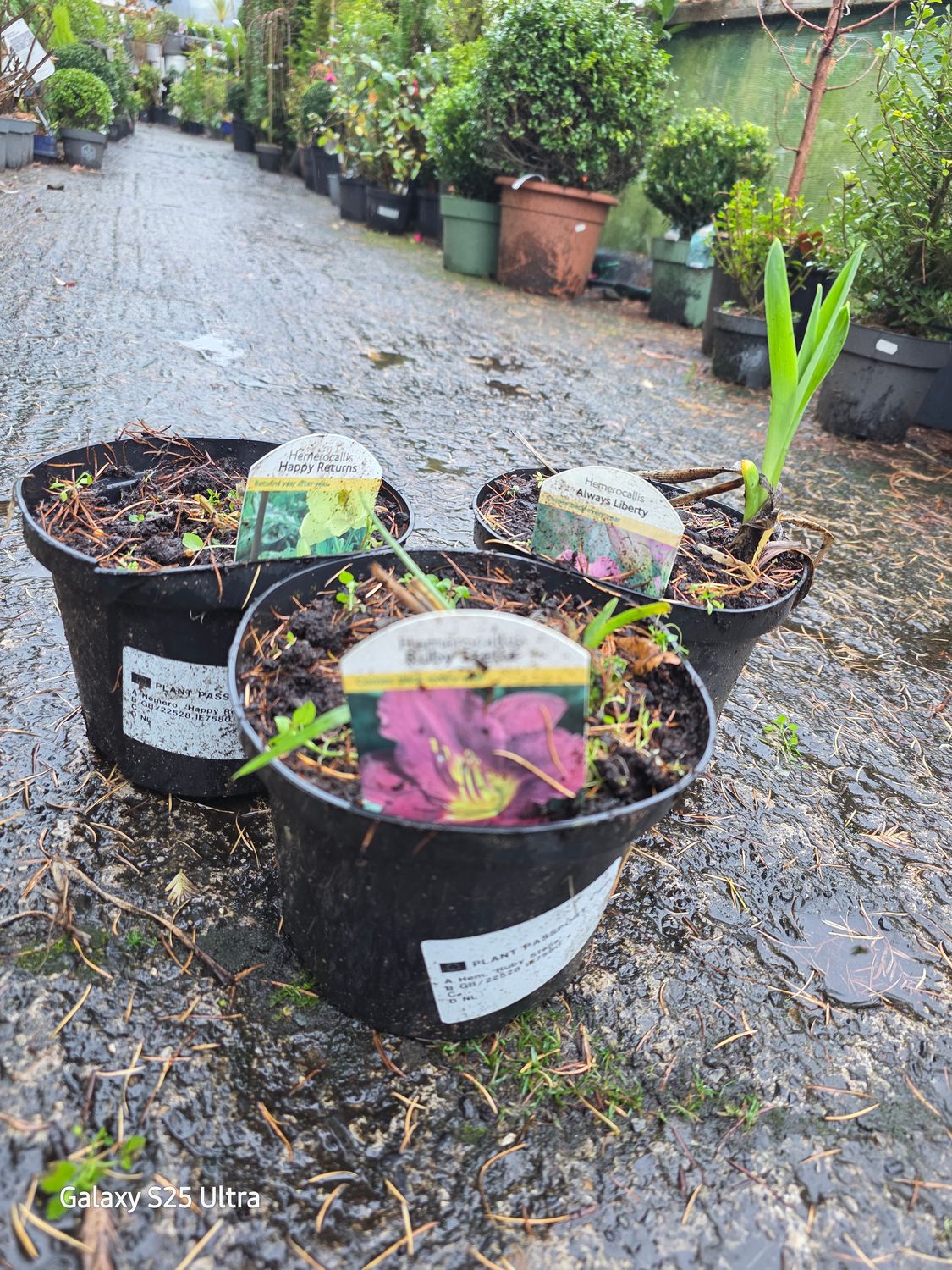 3 mix variety Hemerocallis