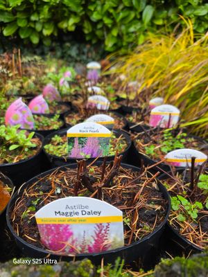 3 mix variety Astilbe