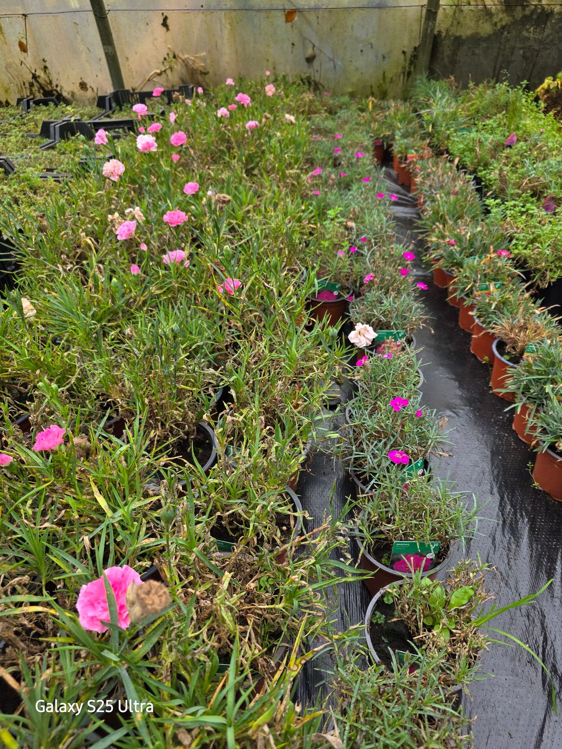 4 mix variety Dianthus