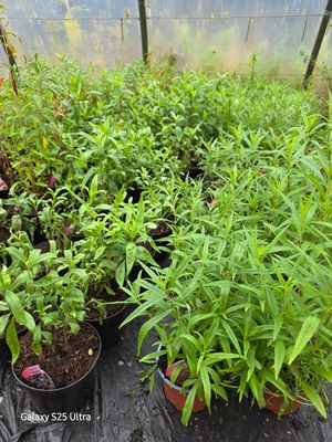 3 mix variety Penstamon