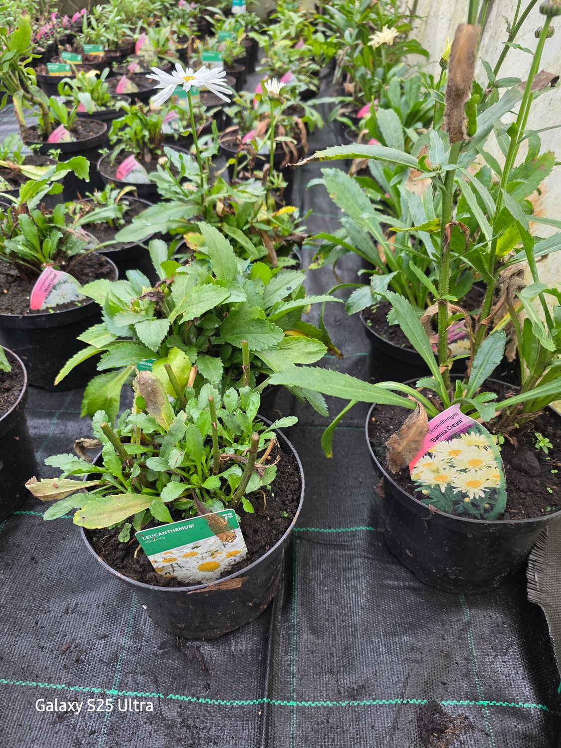 3 mix variety Shasta Daisy