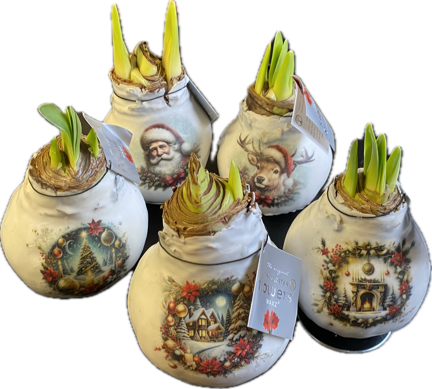 1 AMARYLLIS …WAX MIXED CHRISTMAS EVE. Enormous Flowers Amaryllis In Wax …No Soil Or Water needed stand in place and wait for enormous flowers.