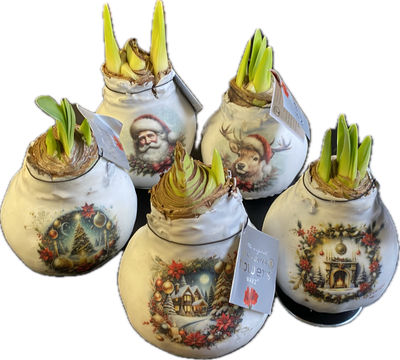 1 AMARYLLIS …WAX MIXED CHRISTMAS EVE. Enormous Flowers Amaryllis In Wax …No Soil Or Water needed stand in place and wait for enormous flowers. Delay 2 weeks for despatch due to demand