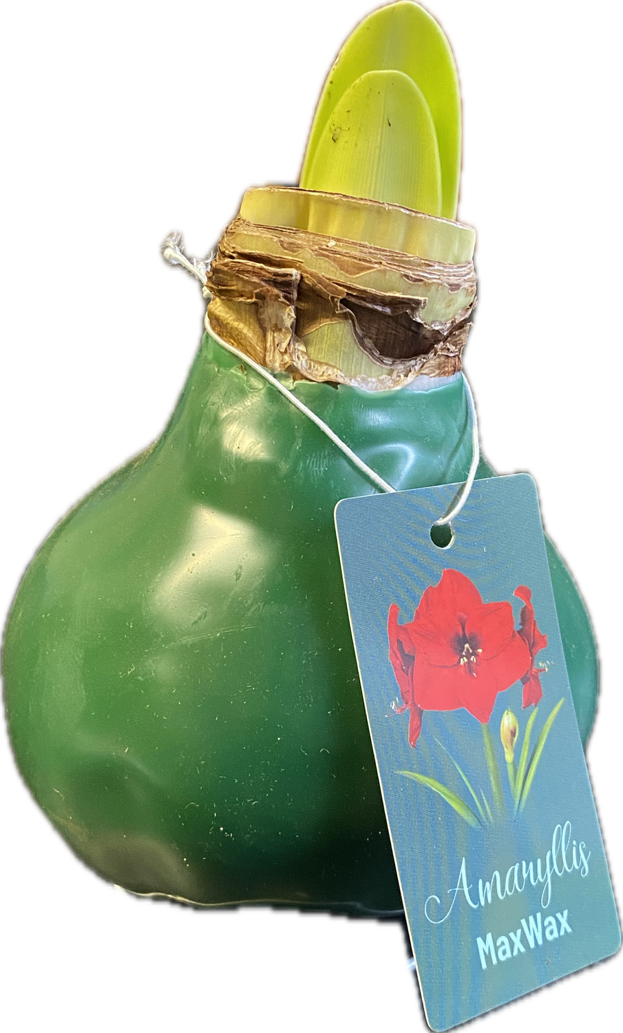 1 AMARYLLIS …MAX WAX. Large bulbs. Enormous Flowers Amaryllis In Wax …No Soil Or Water needed stand in place and wait for enormous flowers.