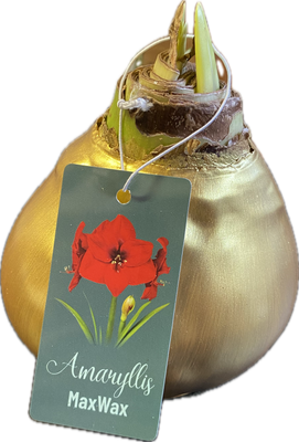 1 AMARYLLIS …WAX MAX GOLD Large bulbs . Enormous Flowers Amaryllis In Wax …No Soil Or Water needed stand in place and wait for enormous flowers.