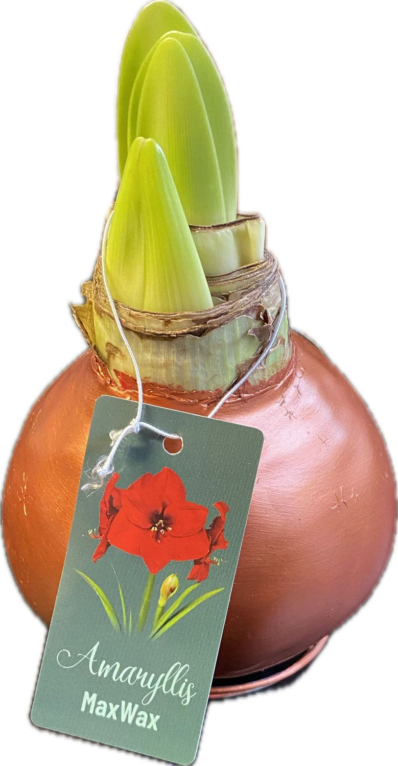 1 AMARYLLIS …WAX MAX. Large bulbs. Enormous Flowers Amaryllis In Wax …No Soil Or Water needed stand in place and wait for enormous flowers.
