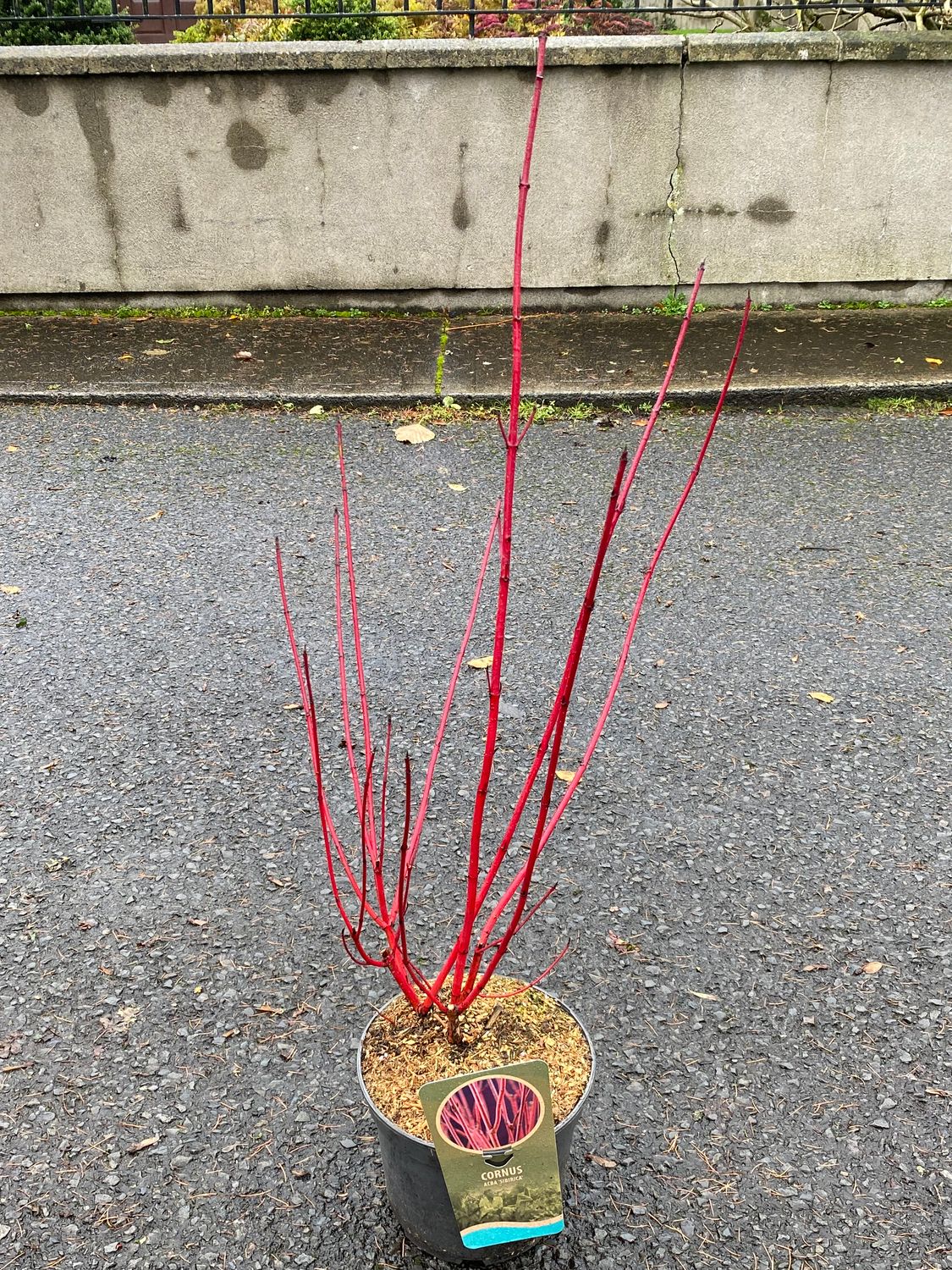 CORNUS ALBA SIBIRICA