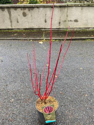 CORNUS ALBA SIBIRICA