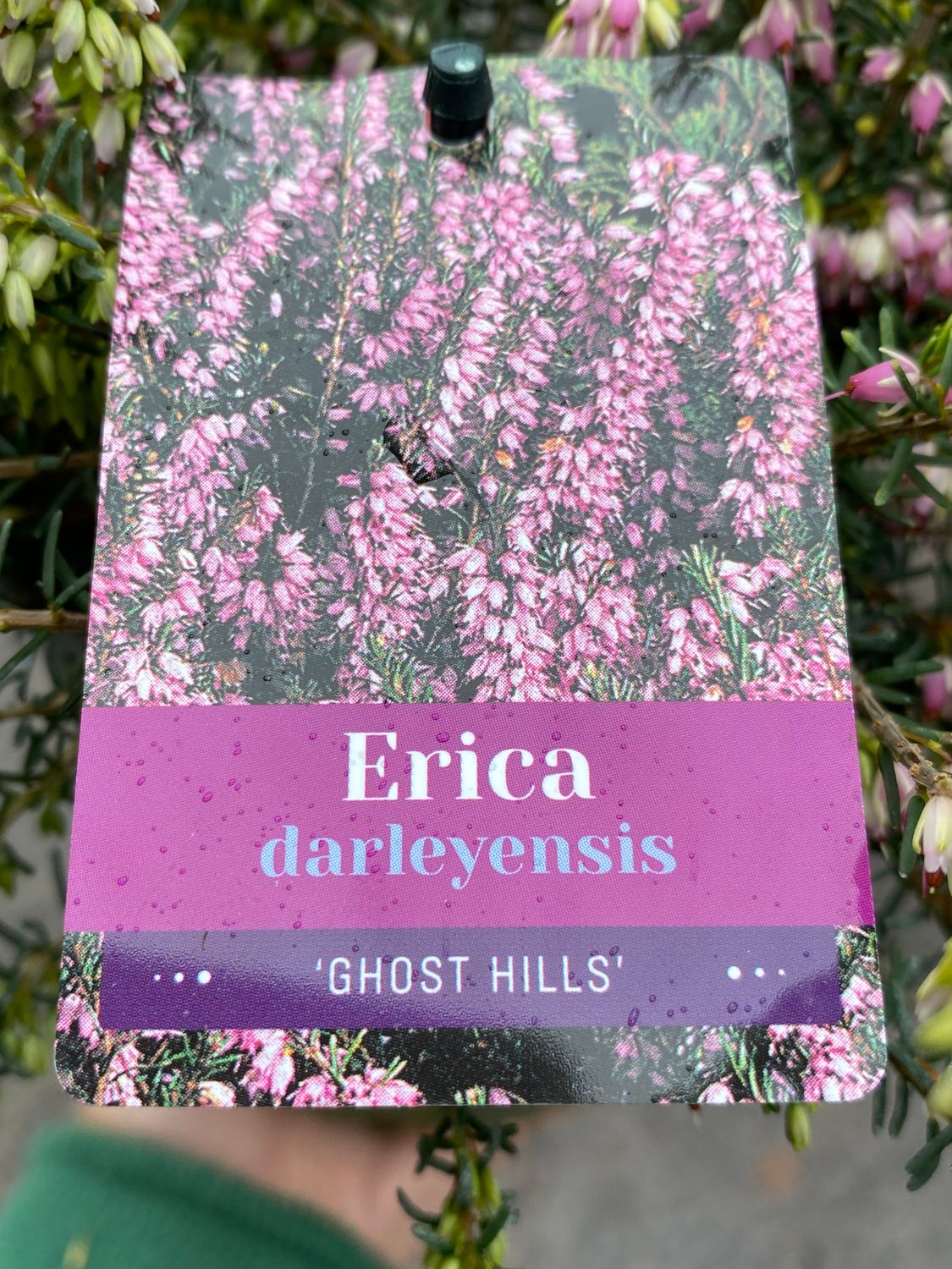 ERICA Darl. &#39;Ghost Hills&#39;