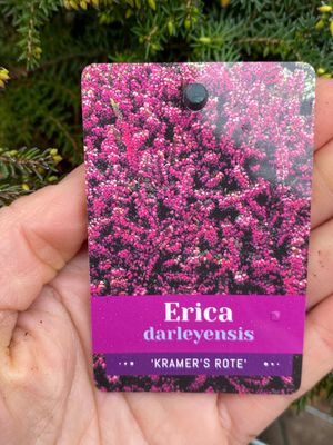 ERICA DARL. 'KRAMER'S ROTE'