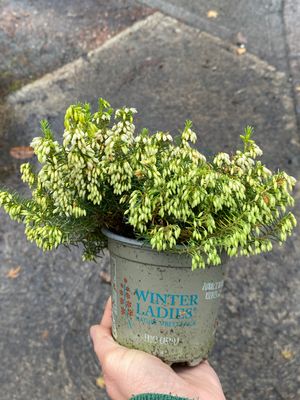 ERICA CARN. 'WINTERLADIES'