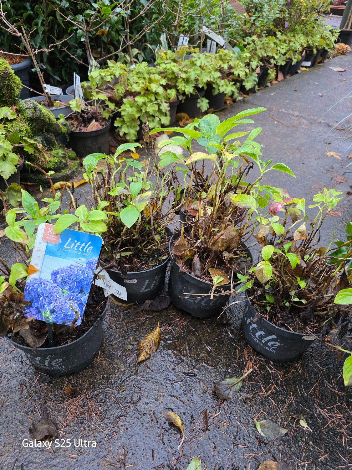 Mini hydrangea(unknown colors)