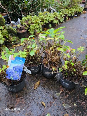Mini hydrangea(unknown colors)