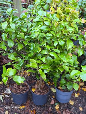 Large size unknown variety Camelia