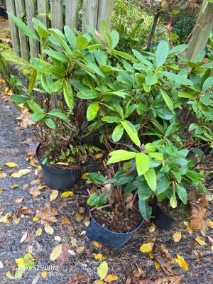 Large size unknown variety Rhododendron