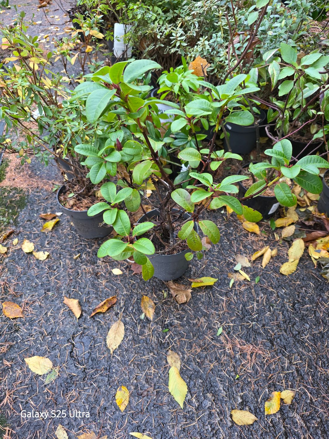 Unknown variety small size Rhododendron