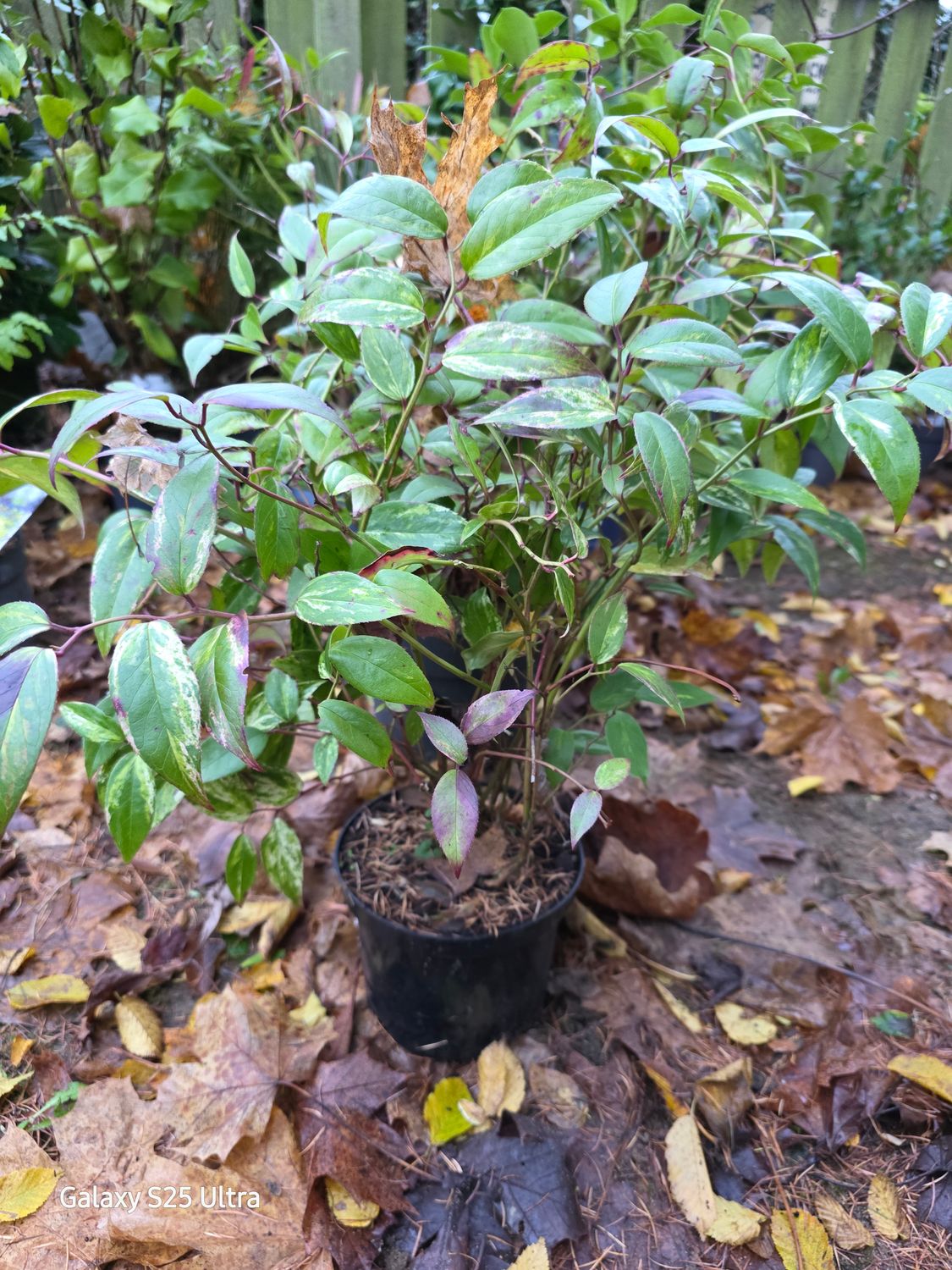 Unknown variety Leucothoe