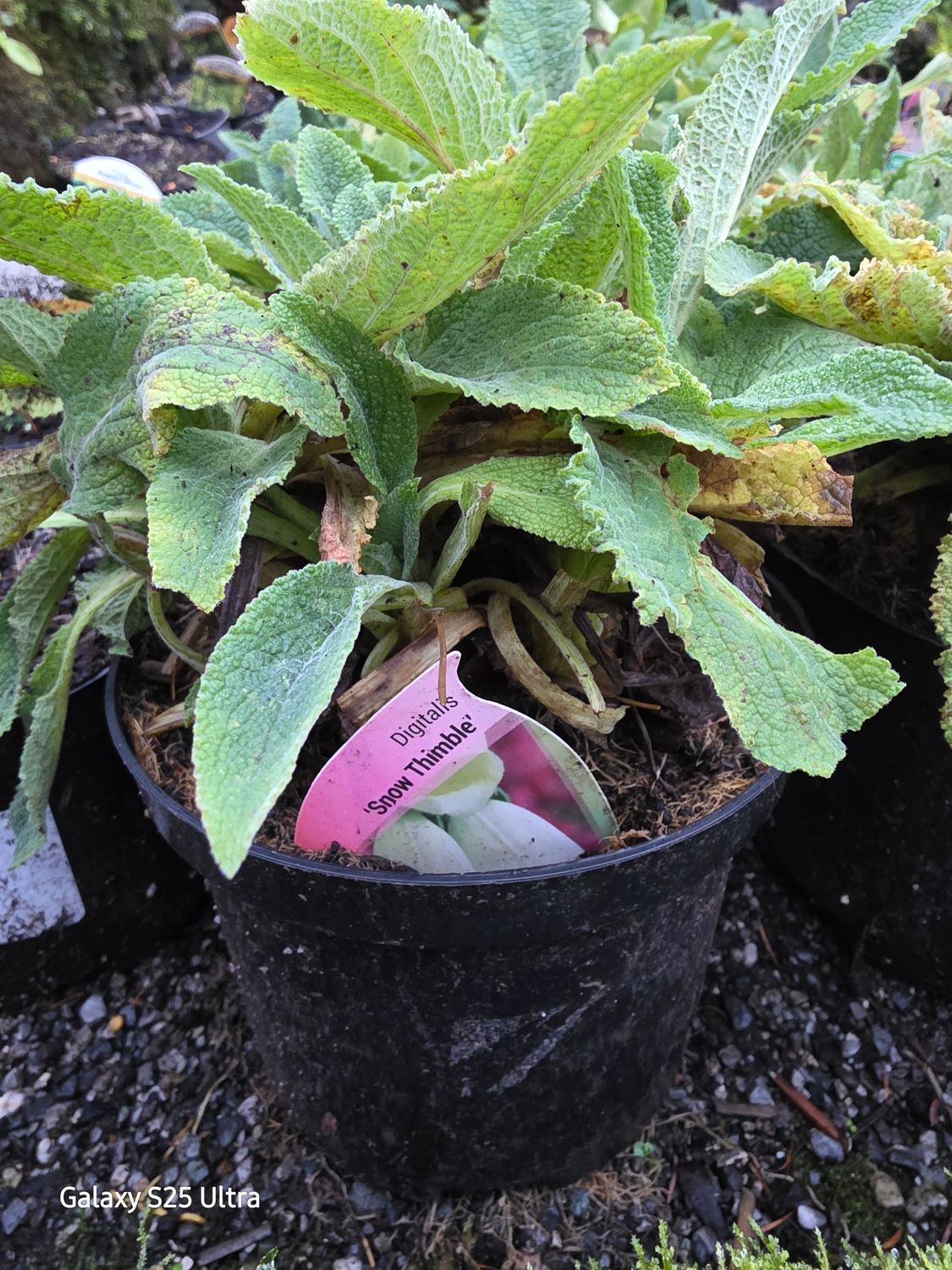 Digitalis &quot;snow thimble&quot;