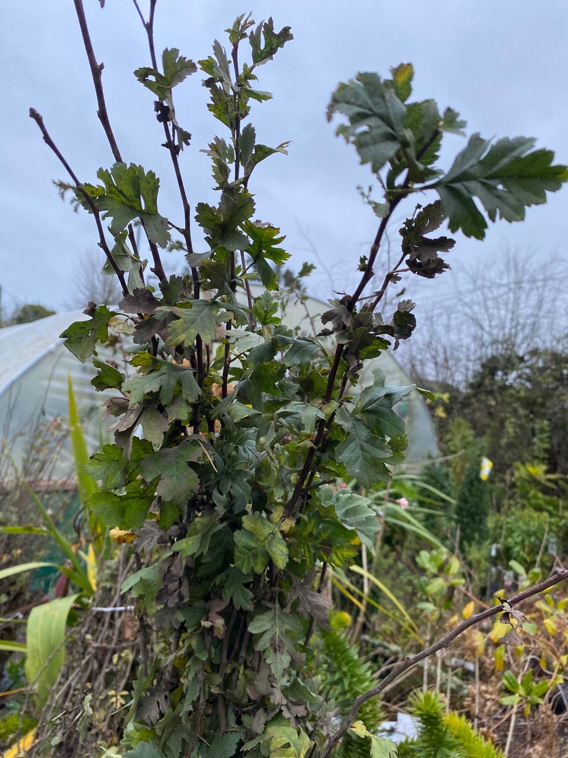 10 White thorn Hedging strong plants with strong stems and lovey Root Systems 80-100 cm.