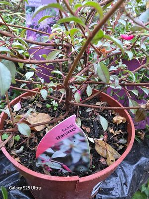 Fuchsia &quot;Silver Linnings&quot;