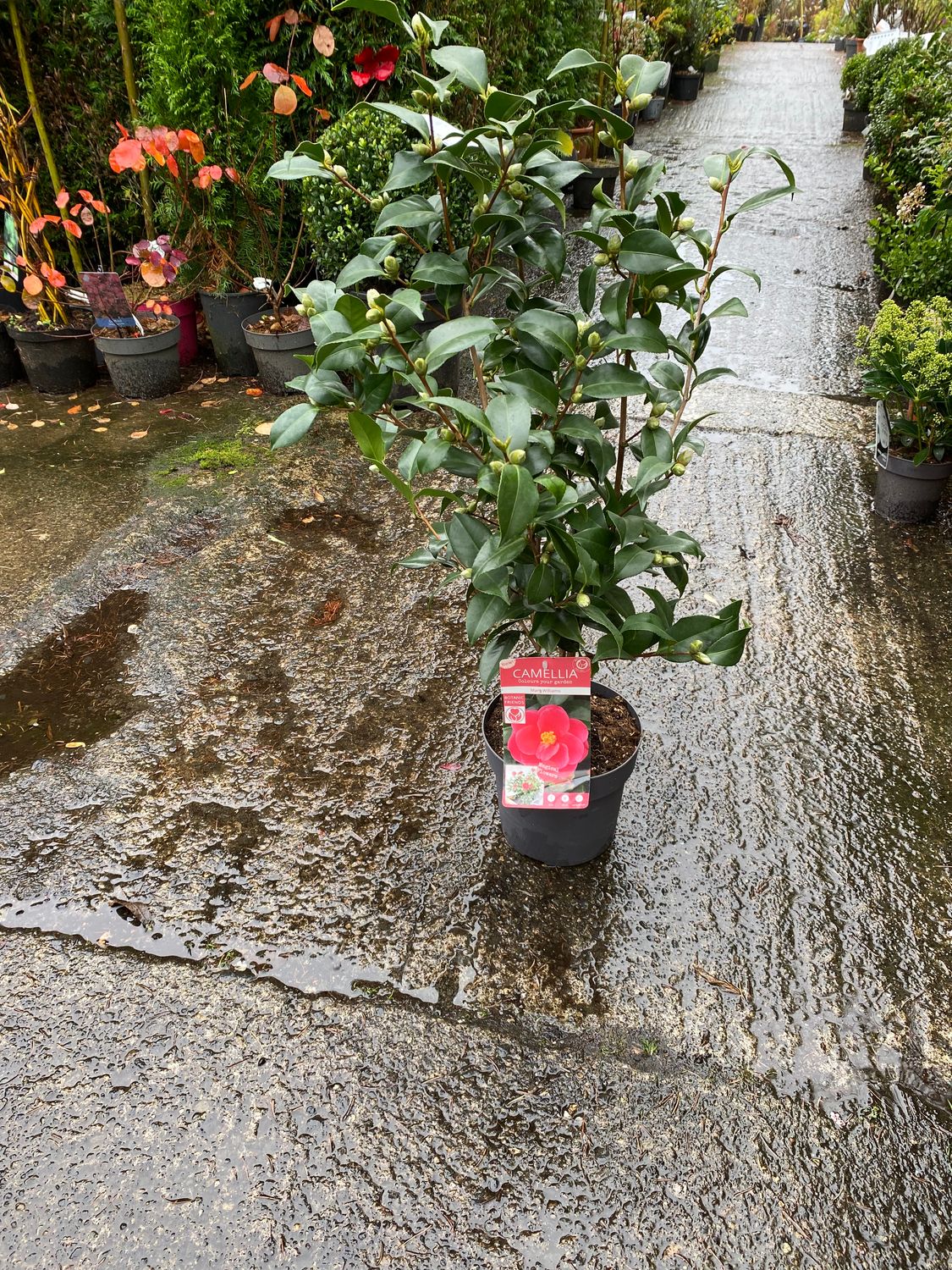 CAMELLIA JAP. MARY WILLIAMS PINK