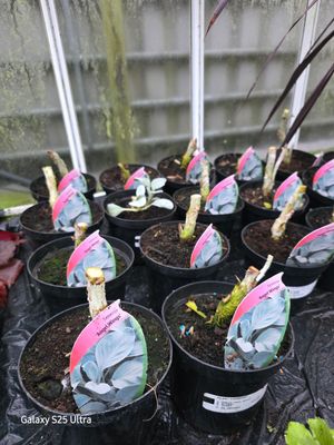 Seneco &quot;Angel Wings&quot;