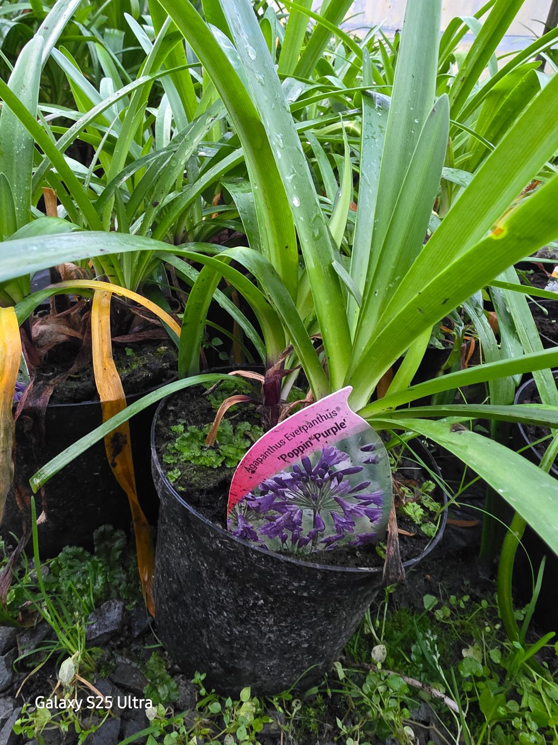 Agapanthus blue/purple