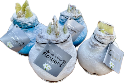 Amaryllis Wax Frozen Mixed. Large bulbs . Enormous Flowers Amaryllis In Wax …No Soil Or Water needed stand in place and wait for enormous flowers. DELIVERY IN 5 DAYS