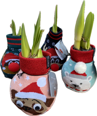 Amaryllis Wax Silly Mixed. Large bulbs . Enormous Flowers Amaryllis In Wax …No Soil Or Water needed stand in place and wait for enormous flowers.