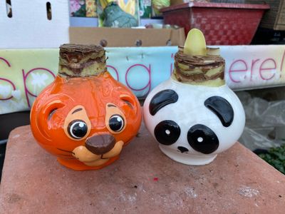 Amaryllis Panda Or Tiger WAX Wild Life Mixed. Large bulbs . Enormous Flowers Amaryllis In Wax …No Soil Or Water needed stand in place and wait for enormous flowers.