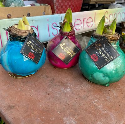 Amaryllis Wax Saturnus. Large bulbs . Enormous Flowers Amaryllis In Wax …No Soil Or Water needed stand in place and wait for enormous flowers.