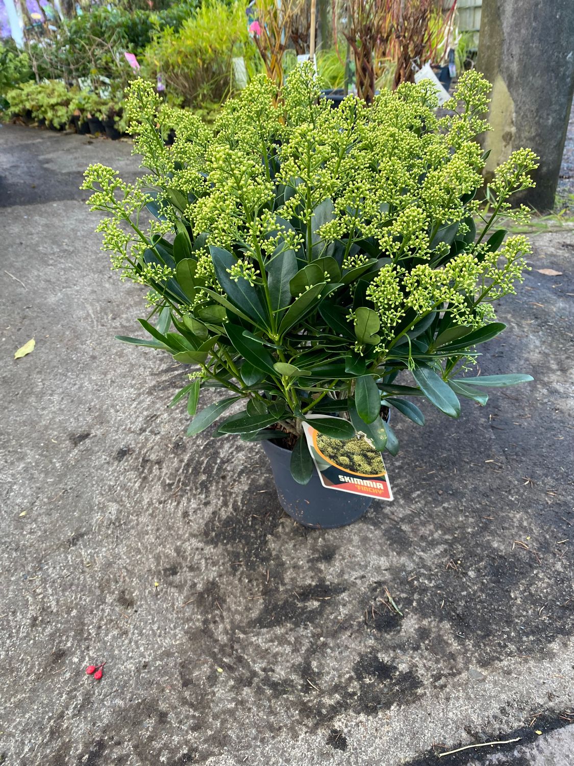 SKIMMIA JAP. FINCHY STRONG PLANT
