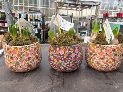 Mixed Hyacinth in floral pot (3 per pot) Fragrant Hyacinths