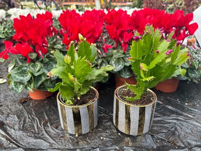 Christmas Cactus Orange in Ceramic Pot Normally