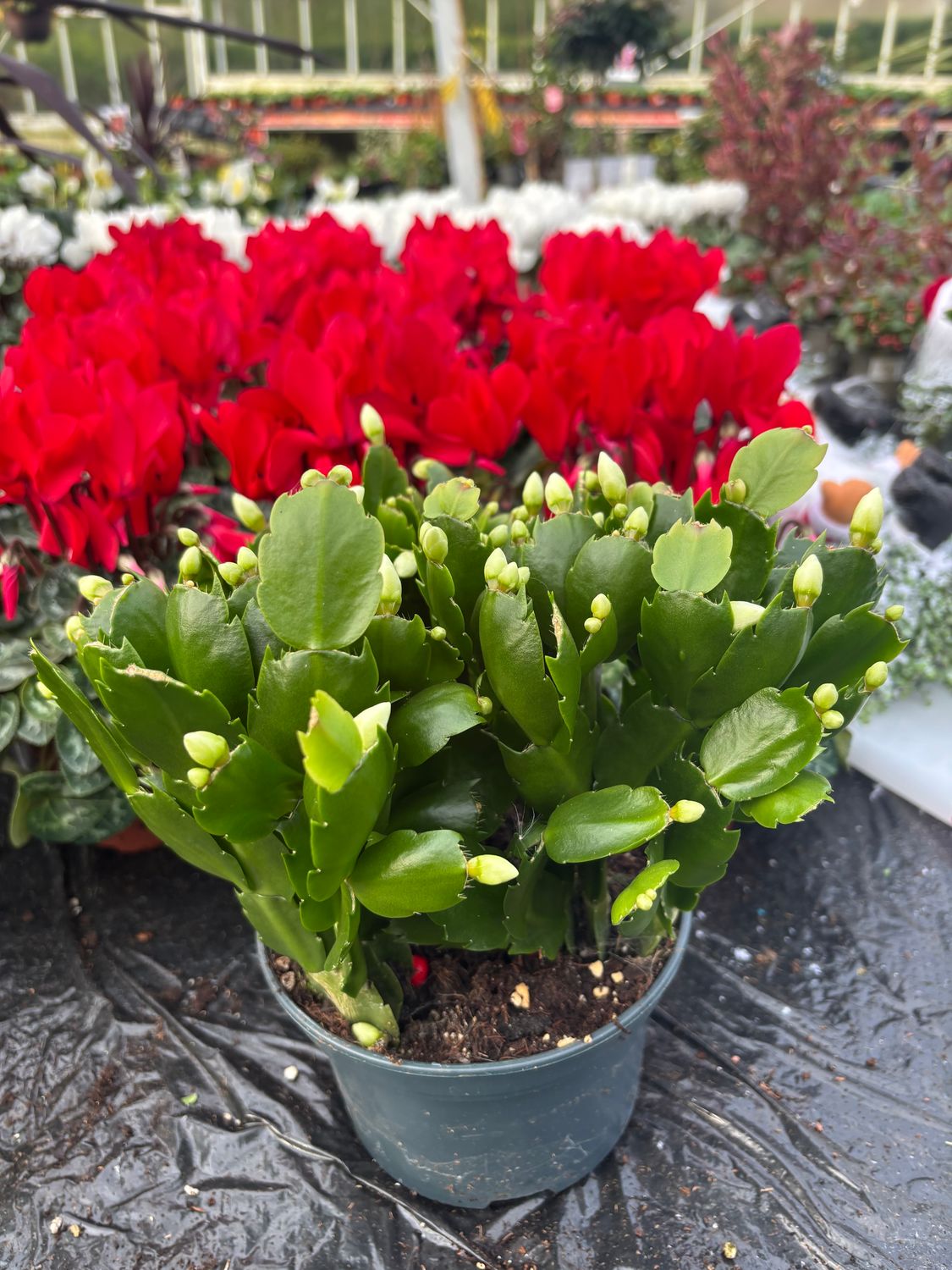 Christmas Cactus White