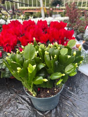 Christmas Cactus White