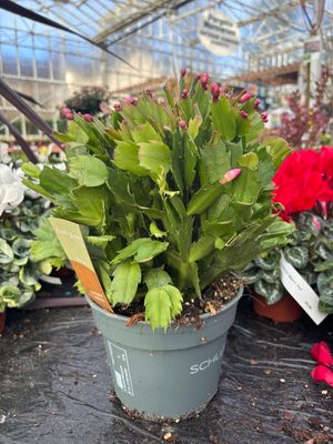 Christmas Cactus Orange