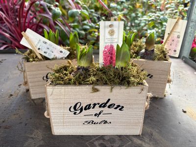 Mixed Hyacinth in Wooden Pot (2 per pot) Fragrant Hyacinths